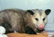 Injured opossum in a dog crate.