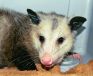 Opossum Gotten by a Dog.