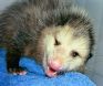 This opossum is not a happy camper..